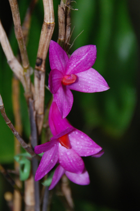 Орхидеи в Никитском ботсаду
