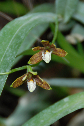 Орхидеи в Никитском ботсаду