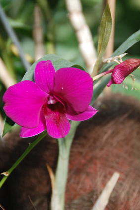 Орхидеи в Никитском ботсаду