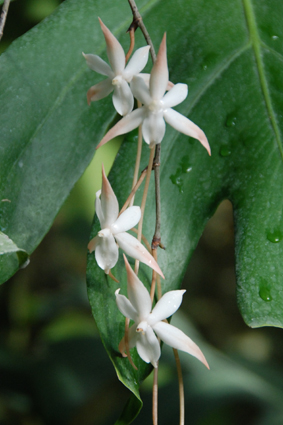 Наша выставка орхидей