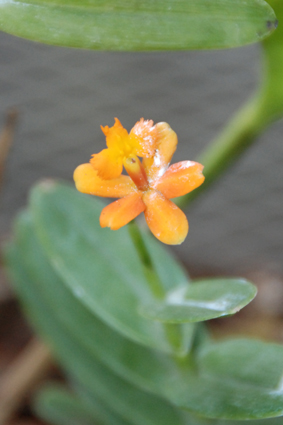 Наша выставка орхидей в Никитском ботсаду