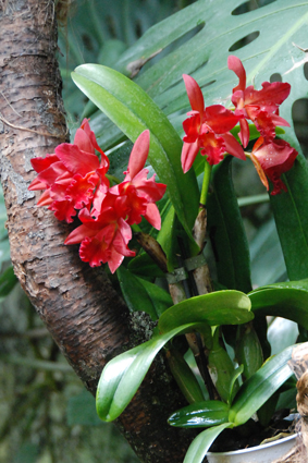 Наша выставка орхидей