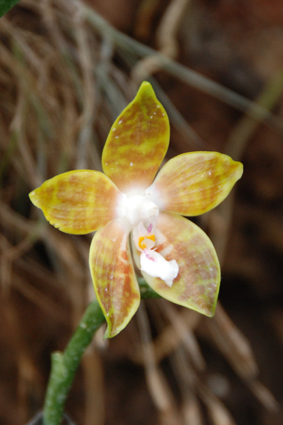 Орхидеи в Никитском ботсаду