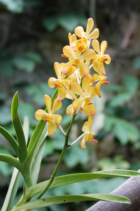 Орхидеи в Никитском ботсаду