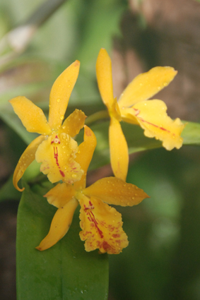 Наша выставка орхидей