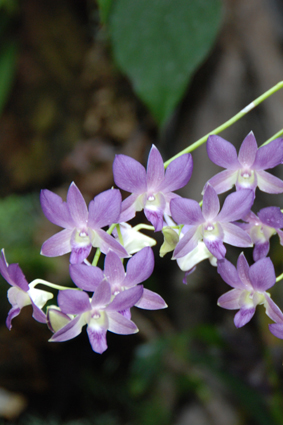 Выставка орхидей в Никитском ботсаду