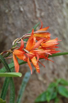 Выставка орхидей в Никитском ботсаду