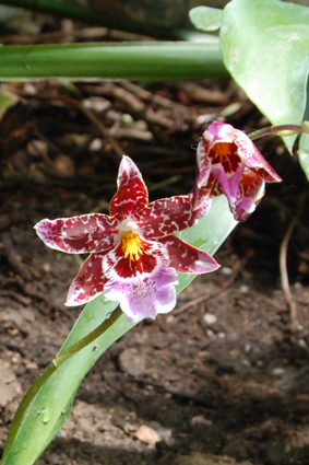 Наша выставка орхидей в Никитском ботсаду