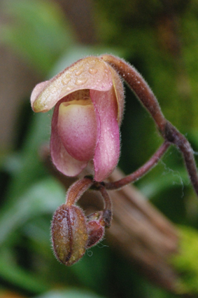 Наша выставка орхидей в Никитском ботсаду