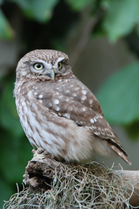 Выставка орхидей в Никитском ботсаду