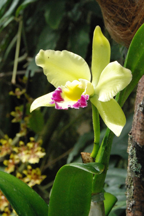 Наша выставка орхидей в Никитском ботсаду