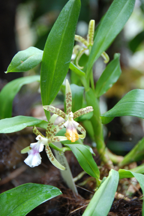 Выставка орхидей в Никитском ботсаду