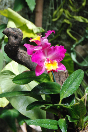 Наша выставка орхидей в Никитском ботсаду