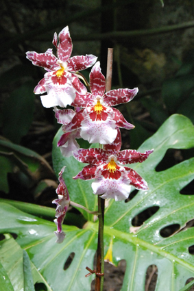 Наша выставка орхидей в Никитском ботсаду