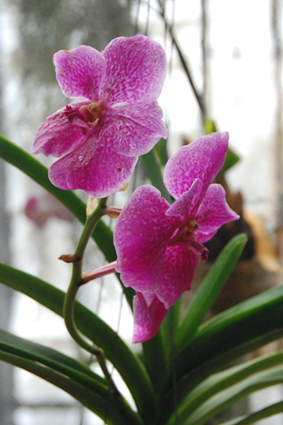 Наша выставка орхидей в Никитском ботсаду