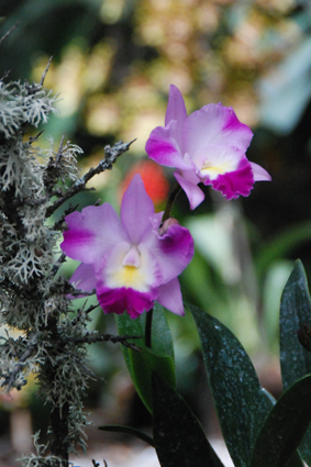 Выставка орхидей в Никитском ботсаду