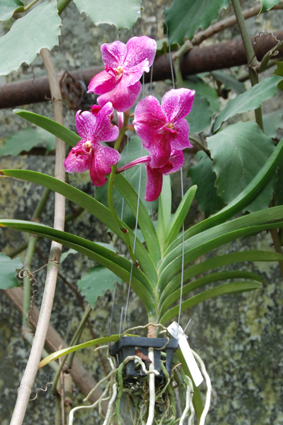 Выставка орхидей в Никитском ботсаду