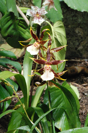 Орхидеи в Никитском ботсаду