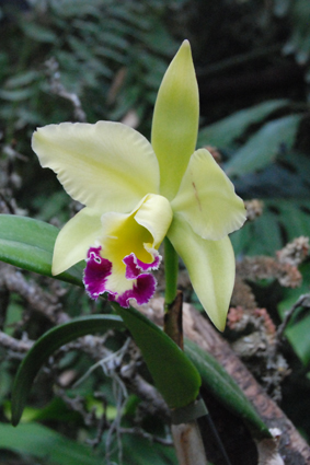 Наша выставка орхидей в Никитском ботсаду