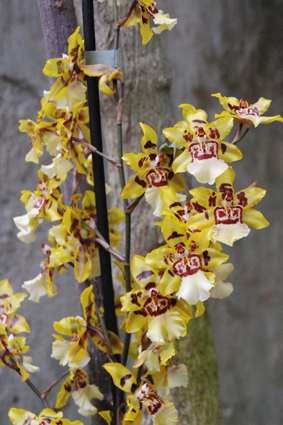 Выставка орхидей в Никитском ботсаду