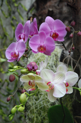 Орхидеи в Никитском ботсаду