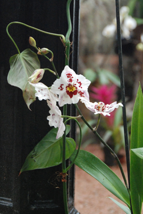 Наша выставка орхидей в Никитском ботсаду