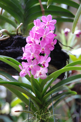 Наша выставка орхидей