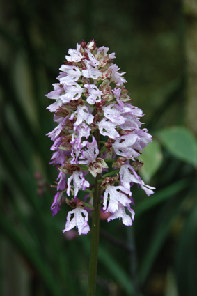 Орхидеи в Никитском ботсаду