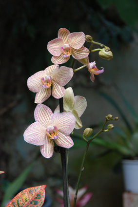 Наша выставка орхидей в Никитском ботсаду