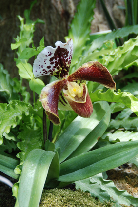 Наша выставка орхидей