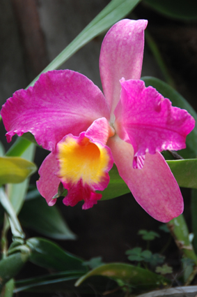 Наша выставка орхидей