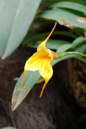 Выставка орхидей в Никитском ботсаду