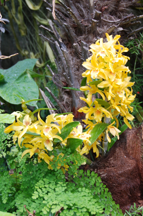 Наша выставка орхидей