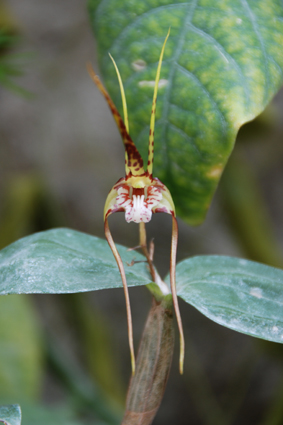 Орхидеи в Никитском ботсаду