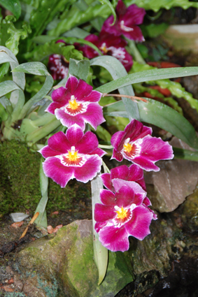 Наша выставка орхидей в Никитском ботсаду