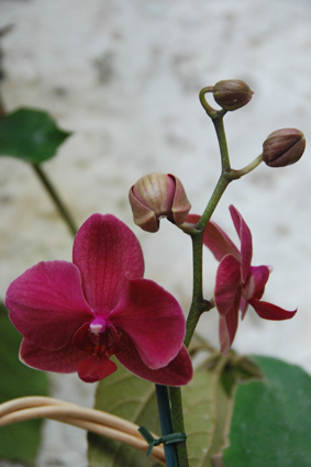 Наша выставка орхидей