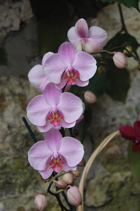 Выставка орхидей в Никитском ботсаду