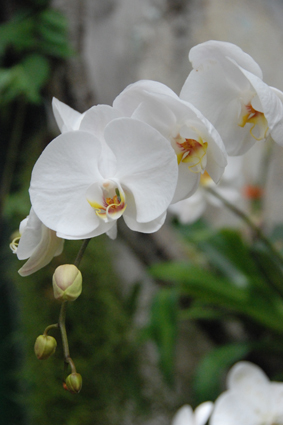 Выставка орхидей в Никитском ботсаду