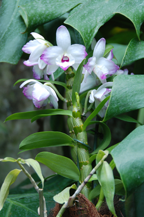 Орхидеи в Никитском ботсаду