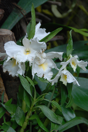 Наша выставка орхидей