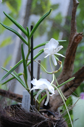 Выставка орхидей в Никитском ботсаду