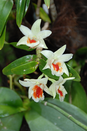 Выставка орхидей в Никитском ботсаду