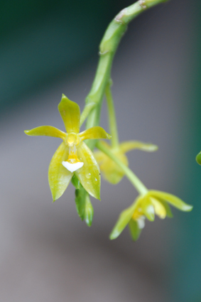 Наша выставка орхидей в Никитском ботсаду