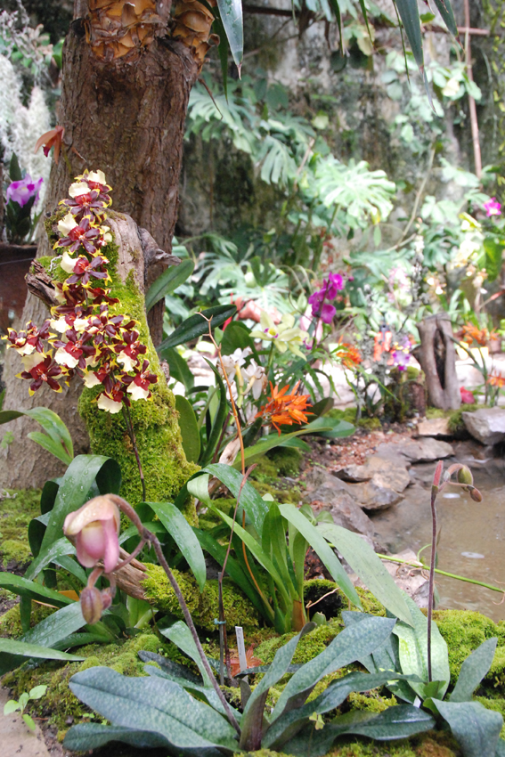 Выставка орхидей в Никитском ботсаду