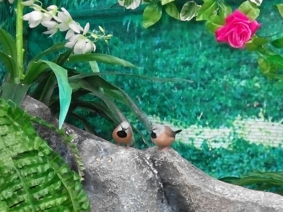 Тонкохвостые амадины на водопаде