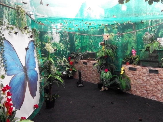 Общий вид выставки Планета бабочек