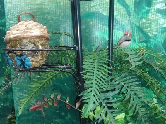 Зебровая амадина