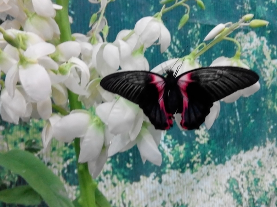 Парусник руманзовия