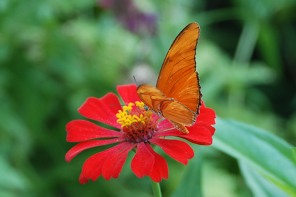 Нимфалида из Америки