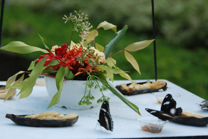 Кормушка для бабочек